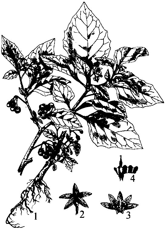 龙葵植物简笔画图片